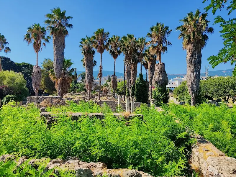 Hippocrates Plane Tree