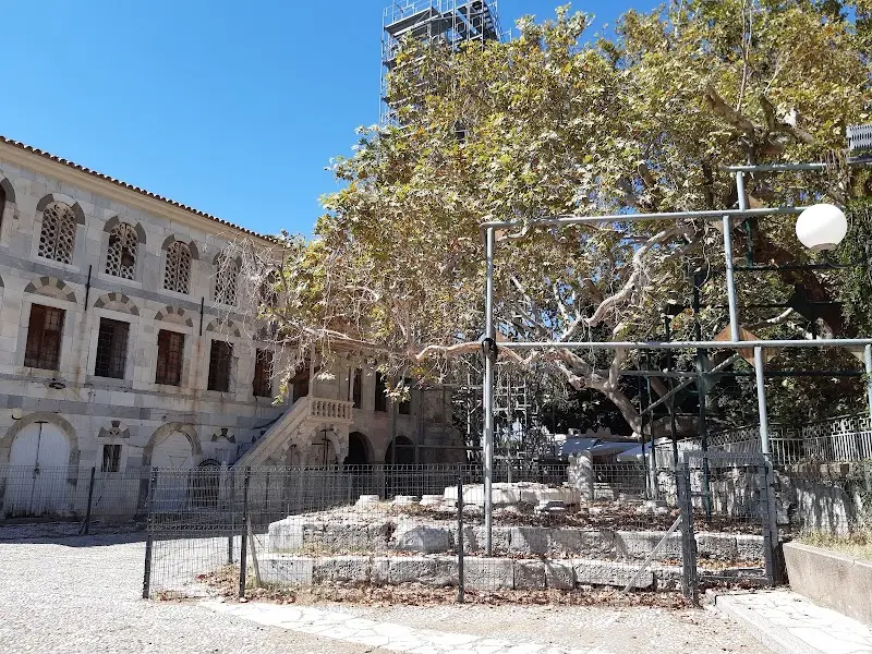 Hippocrates Plane Tree