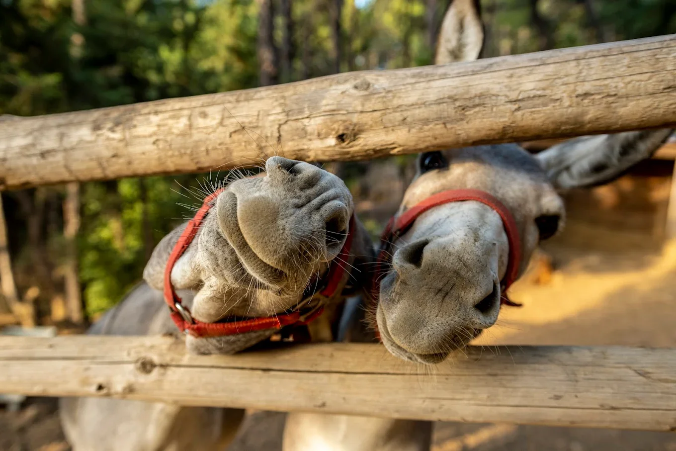 Gallery image for Kos Natural Park